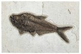 Detailed Fossil Fish (Diplomystus) - Wyoming #292528-1